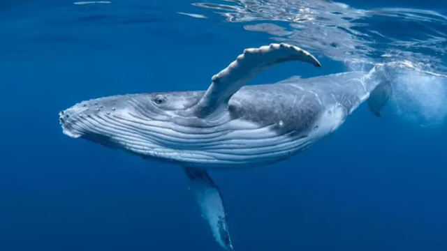 blue whales going silent