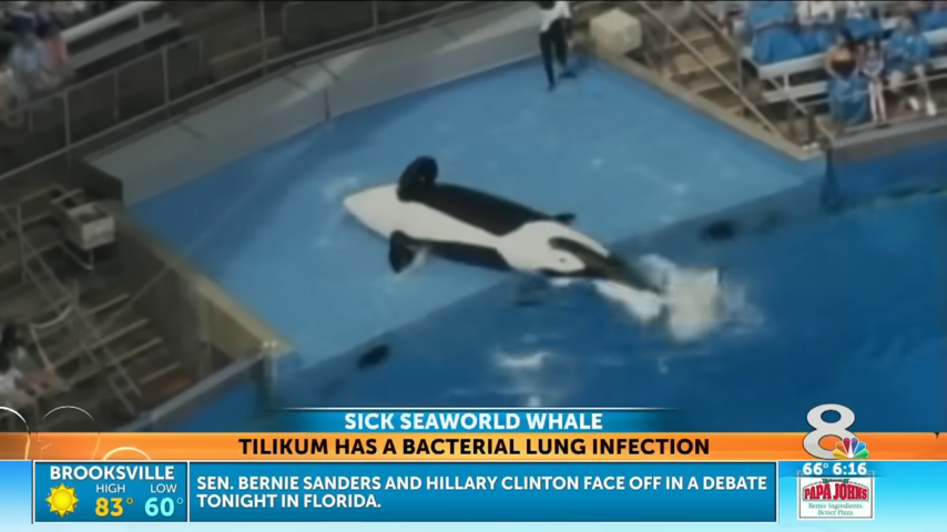 seaworld orca attack