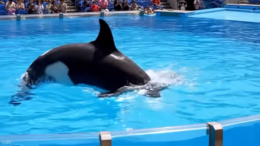 when was jessica radcliffe orca attack